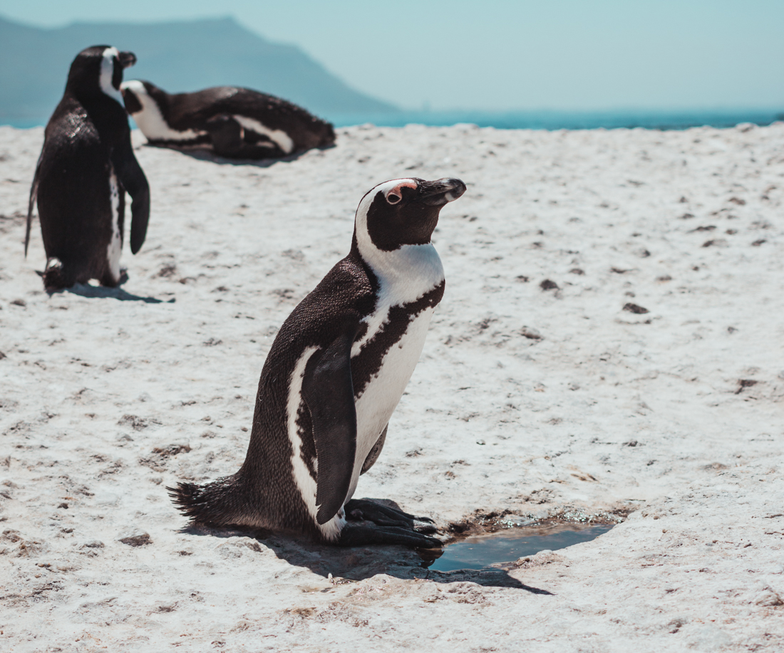 pinguin-2